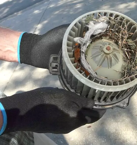 About Air Duct Mice Removal in Pinellas Park, FL